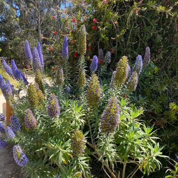 Monarch Grove Sanctuary - Nature! - Parks Near Me - Pacific Grove, California Monarch Grove Sanctuary - Nature! - Parks Near Me - Pacific Grove, California