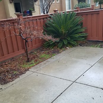 San Jose Yard Cleanup - 00-Before: Remove palm tree and mulch - Landscaping Near Me San Jose Yard Cleanup - 00-Before: Remove palm tree and mulch - Landscaping Near Me