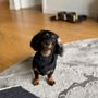 Photo of Pawgo - Chicago
