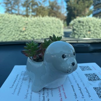 Liberty Tax - Today she gave me this adorable succulent plant in shape of a seal! When's the last time your tax person gave you a gift? - Tax Services Near Me - San Jose, California Liberty Tax - Today she gave me this adorable succulent plant in shape of a seal! When's the last time your tax person gave you a gift? - Tax Services Near Me - San Jose, California