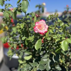Armstrong Garden Centers - Cherry Parfait-special order