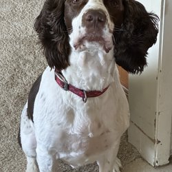 Country Kennels - Buddy loves it at country kennels!