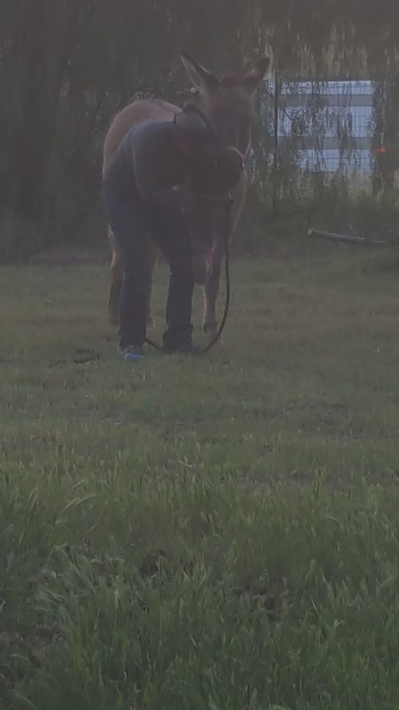 HOLISTIC HOOVES Northern California, California Farriers Phone