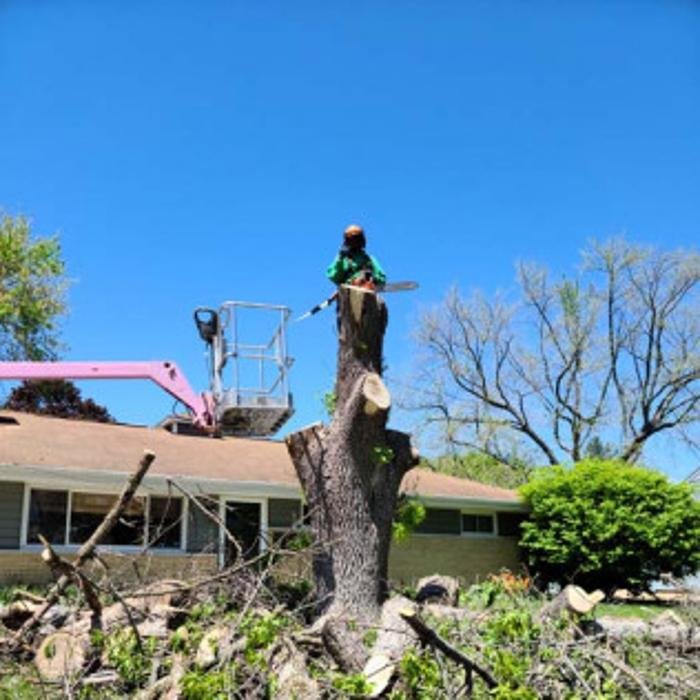 Trimmin' & Limbin' Services - tree service in Peoria, IL