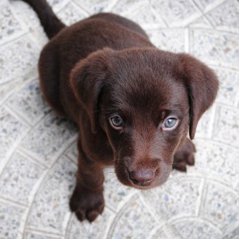 Refresh Steam Cleaning & Restoration - Pet stain? We can help! Call us today! 480-577-5299 - Carpet Cleaning Near Me - Phoenix, Arizona Refresh Steam Cleaning & Restoration - Pet stain? We can help! Call us today! 480-577-5299 - Carpet Cleaning Near Me - Phoenix, Arizona
