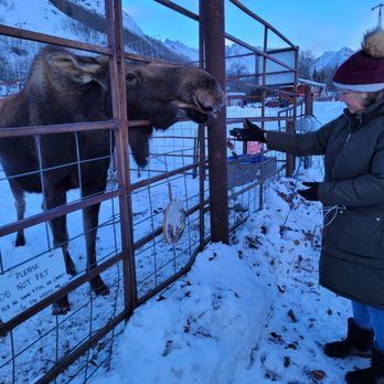 Reindeer Farm - Lucy...I think she's 3 yo. She's gonna grow a foot more - Zoos Near Me - Palmer, Alaska Reindeer Farm - Lucy...I think she's 3 yo. She's gonna grow a foot more - Zoos Near Me - Palmer, Alaska