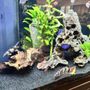 Mangroves Aquarium Cleaning
