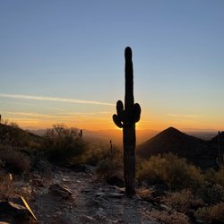 Saguaro