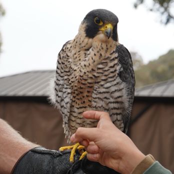 Catalina Falconry Experience - Active Life Near Me - Avalon, California Catalina Falconry Experience - Active Life Near Me - Avalon, California