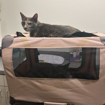 Atlas Pet Vets - Sox (more comfortable) and Sofia - Veterinarians Near Me - Frisco, Texas Atlas Pet Vets - Sox (more comfortable) and Sofia - Veterinarians Near Me - Frisco, Texas