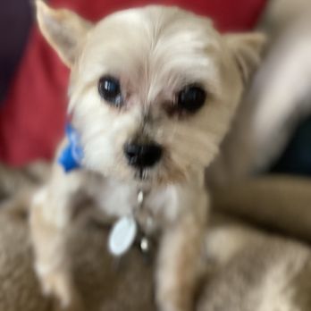 Get your Groom on - Pet Groomers Near Me - Ventura, California