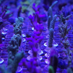Aquatic Design Centre - Cultured Farmed Corals