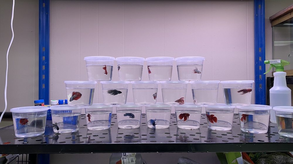 PETS PARADISE Updated September 2024 19 Photos 1106 Carter St