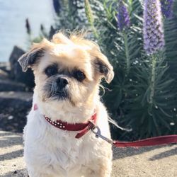 Dog Walking Happy Tails - Bisou!