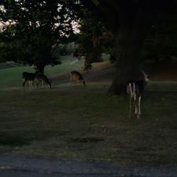 Drake Municipal Observatory - Deer grazing.