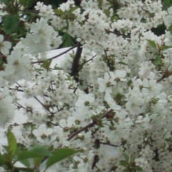 Obstgarten
