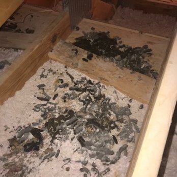 Outfront Bat Control & Wildlife Removal - Wildlife Control Near Me Outfront Bat Control & Wildlife Removal - Wildlife Control Near Me