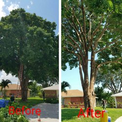 Robert's Tree Works - Structural Pruning