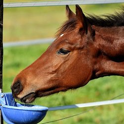 Three Oaks Equestrian Center