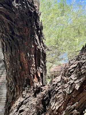Hassayampa River Preserve by null