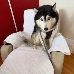 IPet Care & Holistic - Niko is patiently waiting for his session. We are blessed with the cutest clients. No Regrets, Just Healthy Pets!