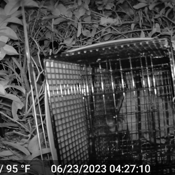 ARR Nuisance Wildlife Removal - Wildlife Control Near Me ARR Nuisance Wildlife Removal - Wildlife Control Near Me
