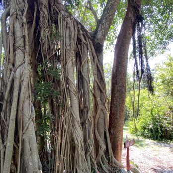 Snyder Park - Strangler fig. - Parks Near Me - Fort Lauderdale, Florida Snyder Park - Strangler fig. - Parks Near Me - Fort Lauderdale, Florida