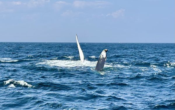 7 Seas Whale Watch by null