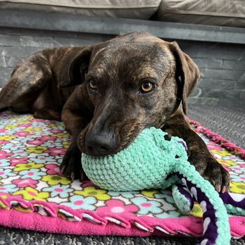 Nuzzles Adoption Center - We have been giving breaks to dogs who have been in Nuzzles too long. Brindy is selective about her dog friends BUT loves all people. - Pet Adoption Near Me - Park City, Utah