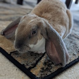 Our Snuggles the next day after her spay. Hopping around, eating well and feeling great. Thanks Dr Conn and staff!