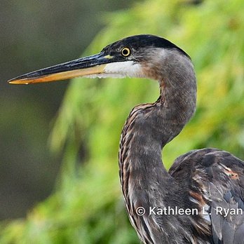 El Estero Park - Great Blue Heron Portrait - Juvenile (Ardea herodia) Photo © Kathleen L. Ryan - Parks Near Me - Monterey, California El Estero Park - Great Blue Heron Portrait - Juvenile (Ardea herodia) Photo © Kathleen L. Ryan - Parks Near Me - Monterey, California