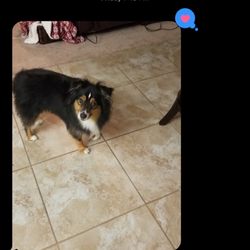 Tampa Bay Pet Pals - Walk update from Adrian about Rafa