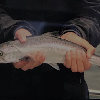 All Star Fishing Charters - Fishing Near Me - Seattle, Washington All Star Fishing Charters - Fishing Near Me - Seattle, Washington