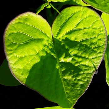Paul's Fruit Market - a heart shaped leaf - Fruits & Veggies Near Me - Louisville, Kentucky Paul's Fruit Market - a heart shaped leaf - Fruits & Veggies Near Me - Louisville, Kentucky