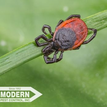 Modern Pest Control - Pest Control Near Me - Katy, Texas
