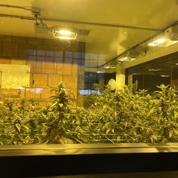 Arts District Cannabis - Cannabis Dispensaries Near Me - Los Angeles, California Arts District Cannabis - Cannabis Dispensaries Near Me - Los Angeles, California
