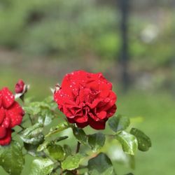 Point Defiance Rose Garden - A Red rose