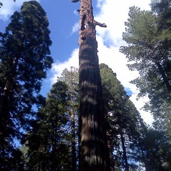 Calaveras Big Trees State Park - Parks Near Me - Arnold, California Calaveras Big Trees State Park - Parks Near Me - Arnold, California