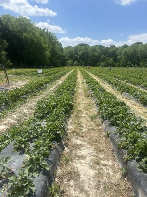 Salem Berry Farm by null