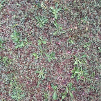 Weed Man - Weeds galore - Pest Control Near Me - Roswell, Georgia Weed Man - Weeds galore - Pest Control Near Me - Roswell, Georgia