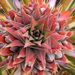 Dole Pineapple Farm Tour - Blooming pineapple.