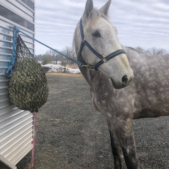 Sunrise Equine Veterinary Services - Waiting for his Doc! - Veterinarians Near Me - North Branch, Minnesota Sunrise Equine Veterinary Services - Waiting for his Doc! - Veterinarians Near Me - North Branch, Minnesota