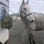 Photo of Sunrise Equine Veterinary Services