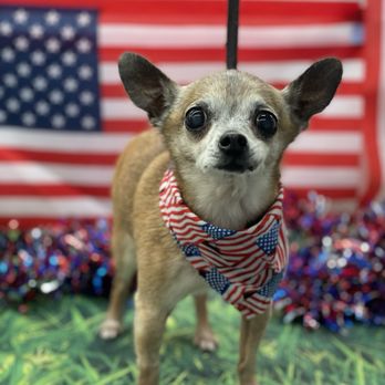 Wuf Holistic Mobile Dog Grooming - Pet Groomers Near Me Wuf Holistic Mobile Dog Grooming - Pet Groomers Near Me