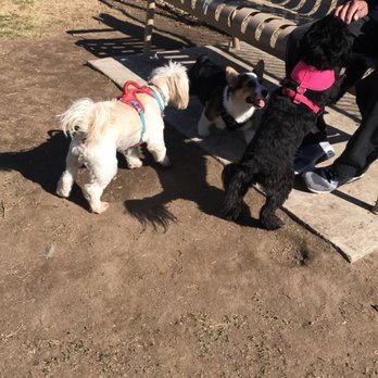 Rohr Dog Park - 2.13.20 Jedi having fun with a kourgi and Bella - Dog Parks Near Me - Bonita, California Rohr Dog Park - 2.13.20 Jedi having fun with a kourgi and Bella - Dog Parks Near Me - Bonita, California
