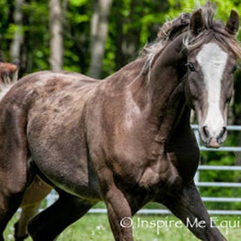 Raindancer Stables - Horseback Riding Near Me - New Bethlehem, Pennsylvania