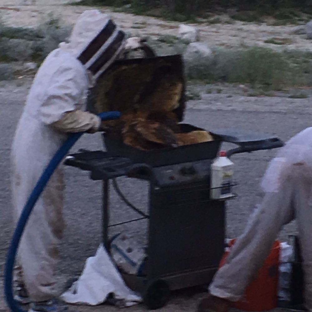 Bee Wranglers - Approximately 15 rows of wax in the BBQ grill/8 months time, this hive had queens and honey!! Bye Bye Bees!! - Pest Control Near Me - Riverside, California Bee Wranglers - Approximately 15 rows of wax in the BBQ grill/8 months time, this hive had queens and honey!! Bye Bye Bees!! - Pest Control Near Me - Riverside, California