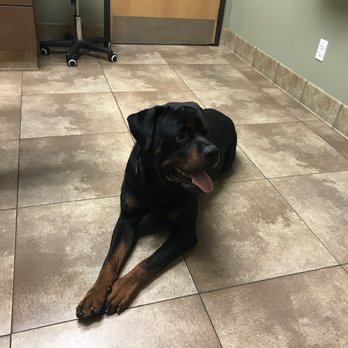 South Temecula Veterinary Hospital - My boy Deebz - Veterinarians Near Me - Temecula, California