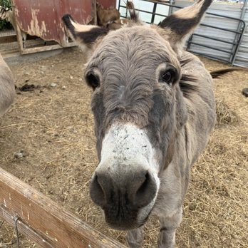 Pezza Farm and Garden Center - Donkey - Farmers Market Near Me - Johnston, Rhode Island