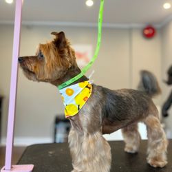 Pet's Heaven Grooming